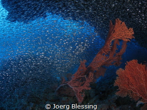 I love to get lost in clouds of pulsing baitfish by Joerg Blessing 